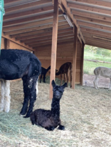 alpaca for sale