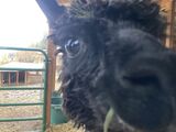 alpaca for sale