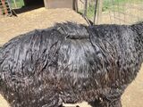 alpaca for sale