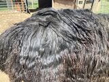 alpaca for sale