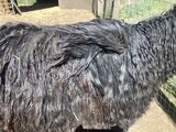 alpaca for sale