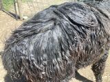 alpaca for sale
