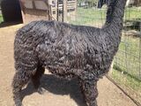 alpaca for sale