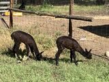 alpaca for sale