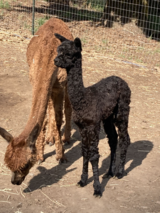 alpaca for sale