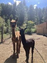 alpaca for sale