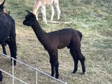 alpaca for sale