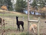 alpaca for sale