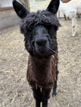 alpaca for sale
