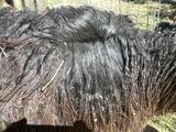 alpaca for sale