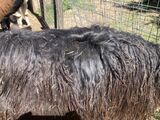 alpaca for sale