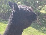 alpaca for sale