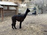 alpaca for sale
