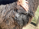 alpaca for sale