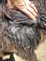 alpaca for sale