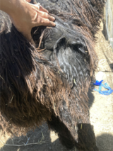 alpaca for sale
