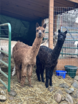 alpaca for sale