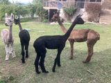 alpaca for sale