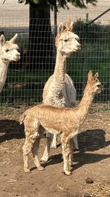 alpaca for sale