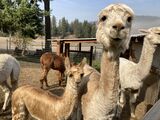 alpaca for sale