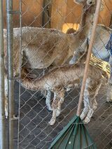 alpaca for sale