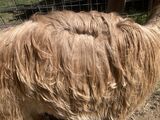 alpaca for sale