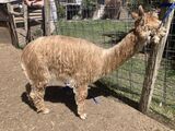 alpaca for sale