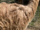 alpaca for sale
