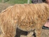 alpaca for sale