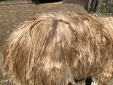 alpaca for sale