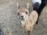 alpaca for sale