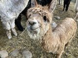 alpaca for sale