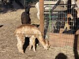 alpaca for sale