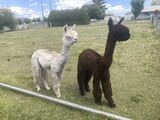 alpaca for sale
