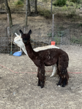 alpaca for sale