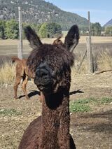 alpaca for sale