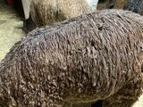 alpaca for sale