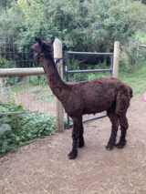 alpaca for sale