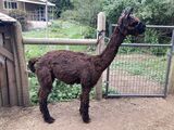 alpaca for sale