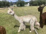 alpaca for sale