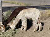alpaca for sale