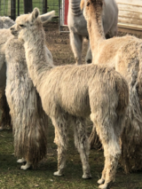 alpaca for sale