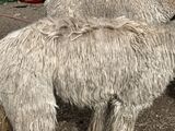 alpaca for sale