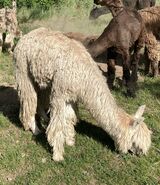 alpaca for sale