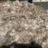 alpaca for sale