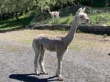 alpaca for sale