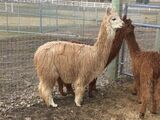 alpaca for sale