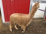 alpaca for sale