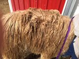 alpaca for sale