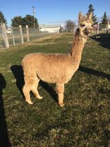 alpaca for sale